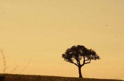 Imagem da notícia Chuvas abaixo da média e calor acima são previstos para fevereiro, março e abril em MS